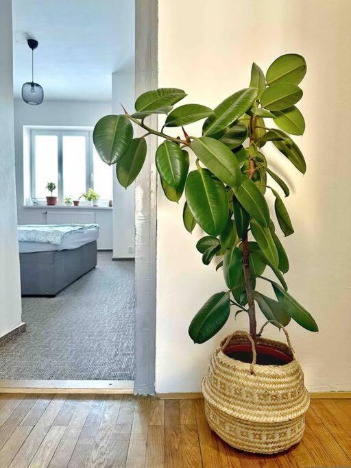 Bright And Central Suite With A Balcony Brno Dış mekan fotoğraf